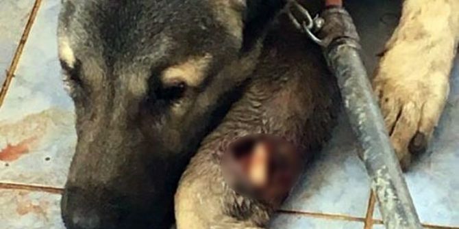 Mardin’de yaralanan köpekler İstanbul’da tedavi edilecek