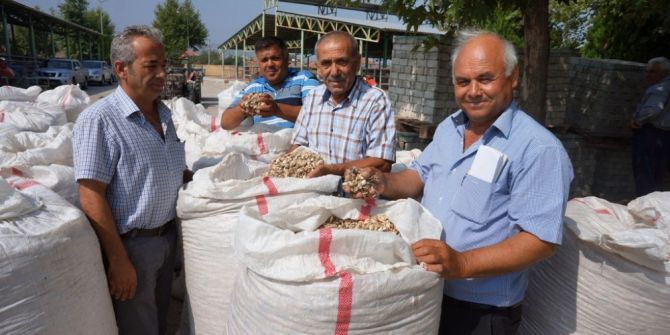 Sarıgöl’de haşhaş kapsülü alımları başladı