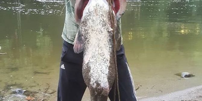 Dev yayın balığını elleriyle yakalandı