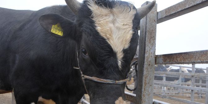 Kurbanlık fiyatları belli oldu