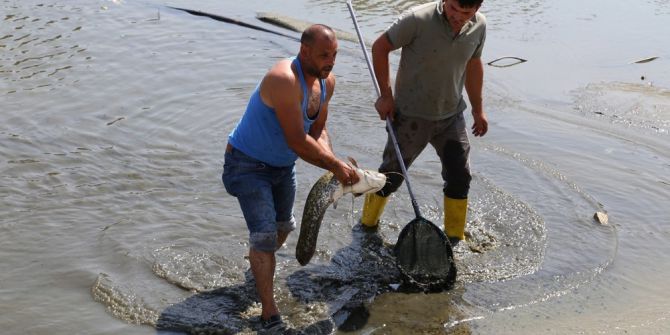 Edirne’de yenilenen gölette balık sürprizi