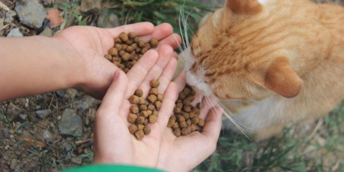 Gaziosmanpaşalı çocuklar sokak hayvanları için su kabı dağıttı