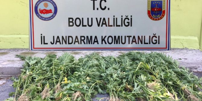 Bolu’da 72 kök kenevir ele geçirildi