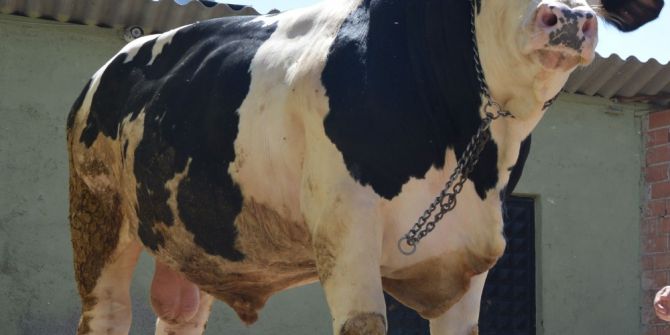 Boğaların Şampiyon’u