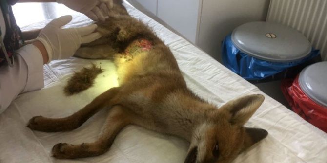 Yaralı tilki tedavi altına alındı