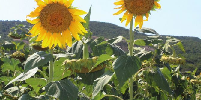 Ayçiçeğinde son 50 yılın en yüksek verimi bekleniyor
