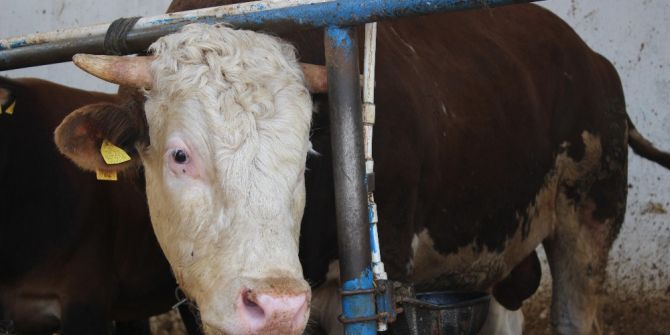 Bu atık iyi kullanılırsa ete dönüşüyor