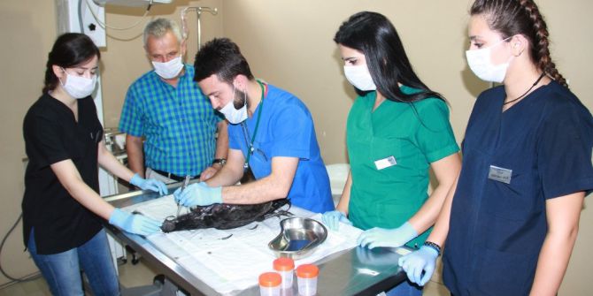 Tavuğunun ölüm sebebini öğrenmek için otopsi yaptırdı