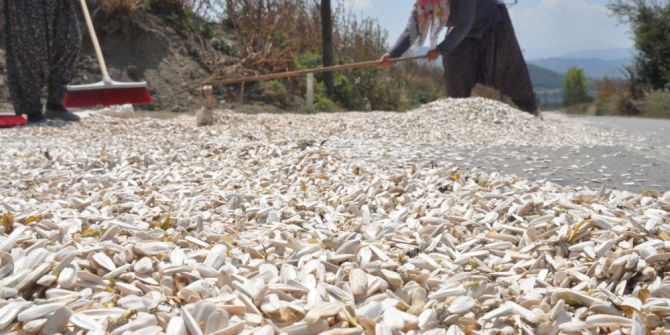 Ay çekirdeğini rüzgar vurdu