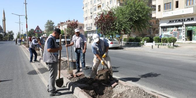 Büyükşehir Belediyesi yeşil bir kent için çalışıyor