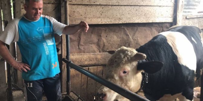 İkinci el araba fiyatına dana