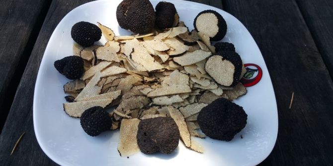 Kütahya Türkmen Dağında ’trüf mantarı’ bulundu