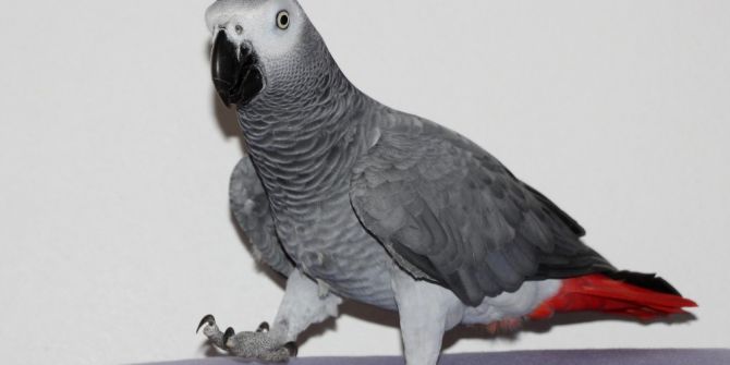 Kelime-i Tevhid söyleyen papağan "Allah bir" diyor