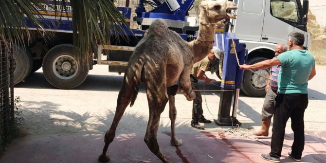 İlk ihracata  deve kurban etti