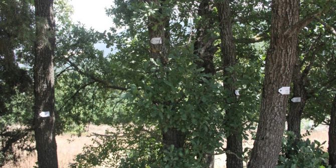 Ağaçlar için 250 milyon dolarlık proje revize edildi