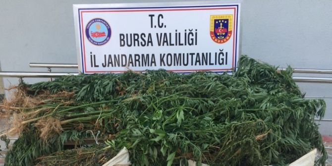 Ormana uyuşturucu ektiler