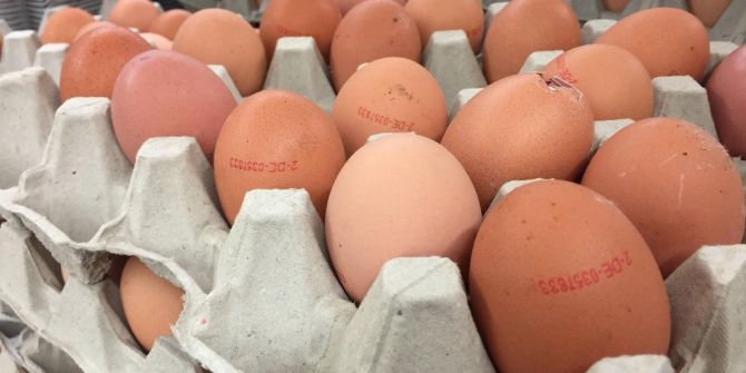 Almanya’da Fipronil alarmı