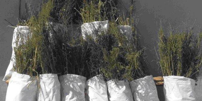 Mısır tarlasında uyuşturucu operasyonu