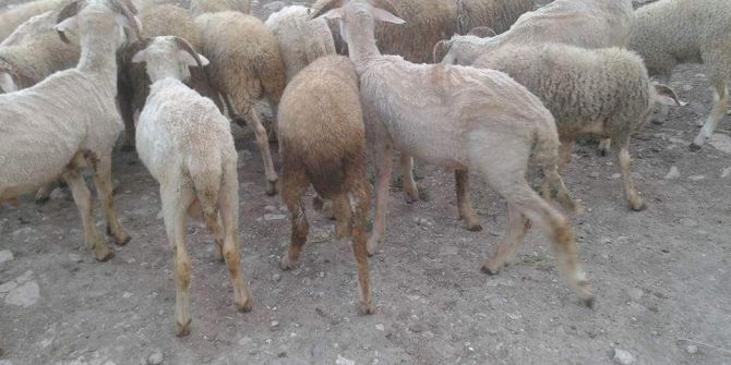 Pazarların gözdesi küçükbaş kurbanlıklar