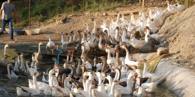 Kazlara aşırı sıcak önlemi