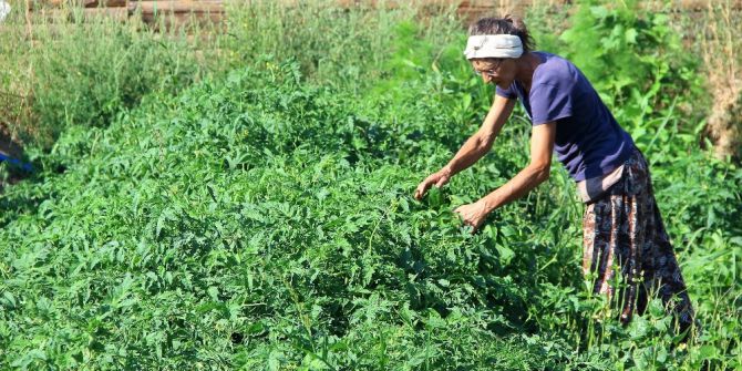 Köylü kadınlar gibi şalvar giyen Alman, Kazdağları’nda organik tohum üretiyor