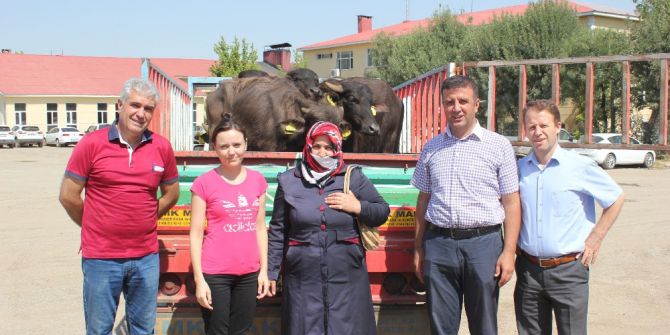 Muşlu genç çiftçilere mandaları dağıtıldı