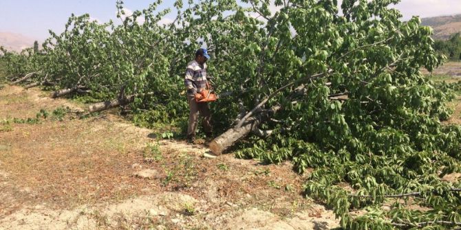 Para etmeyen beyaz kiraz ağaçlarını kesip odun yaptı