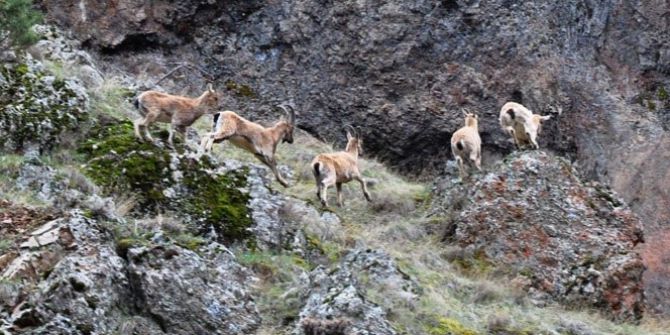 Valilikten “Dersim yanıyor” yalanına fotoğraflı cevap