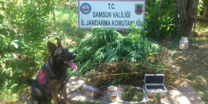 Samsun’da uyuşturucu operasyonları