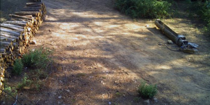 Odun Hırsızı Fotokapana Yakalandı