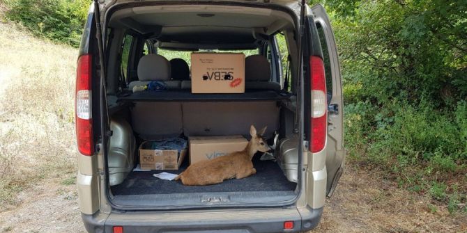 Yavru karaca doğaya salındı