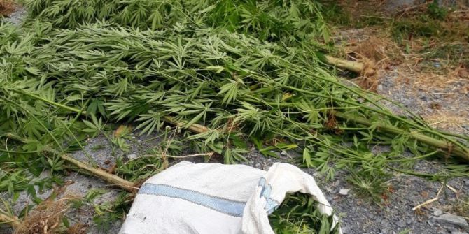 Fındık tarlasında kenevir operasyonu