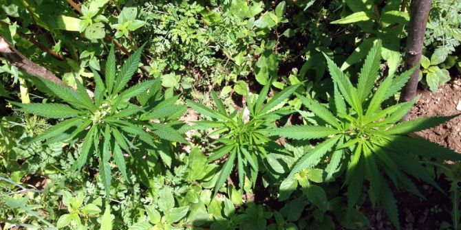 Jandarmadan Hint keneviri operasyonu