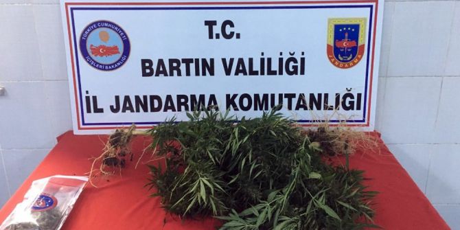 Jandarmadan kenevir operasyonu