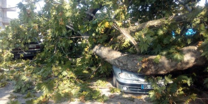 350 yıllık çınar ağacının dalları araçların üzerine devrildi