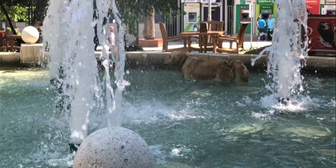 Sıcaktan bunalan köpek süs havuzuna girdi
