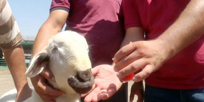 Bu koyun, şekerli çay tiryakisi