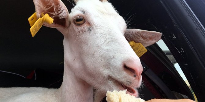 Yanından ayırmadığı keçileri ile tatile çıktı