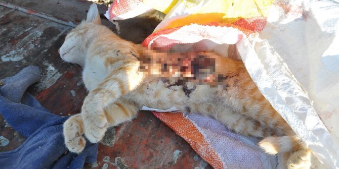 Kedileri silahla öldürüp çöp kovasına attılar