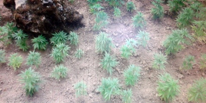 Jandarmadan kenevir operasyonu