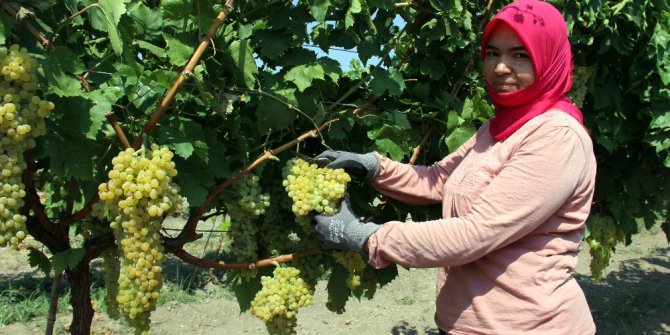 Üzüm üreticisinin fiyat beklentisi 5 liranın üzerinde