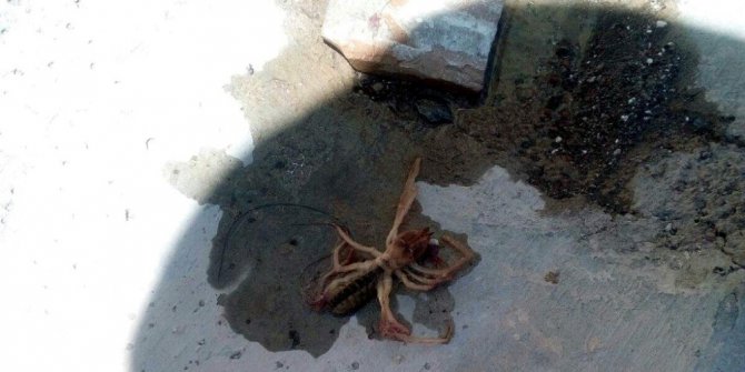 Et yiyen örümcek Kayseri’de görüldü