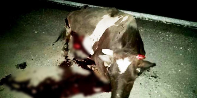 Lüks jipin çarptığı inek ağır yaralandı