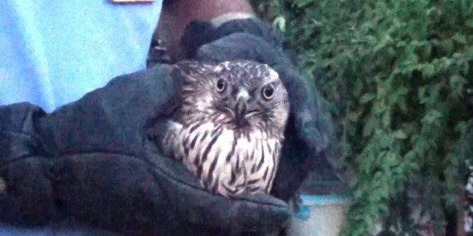 Yaralı şahine itfaiye şefkati