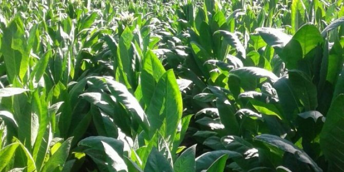 Tütün kırma başladı, hastaneler boşaldı