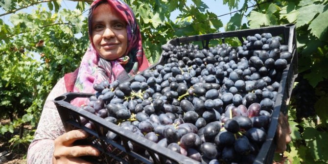 Sarıgöl’de her türlü üzüm çeşidi bulunuyor