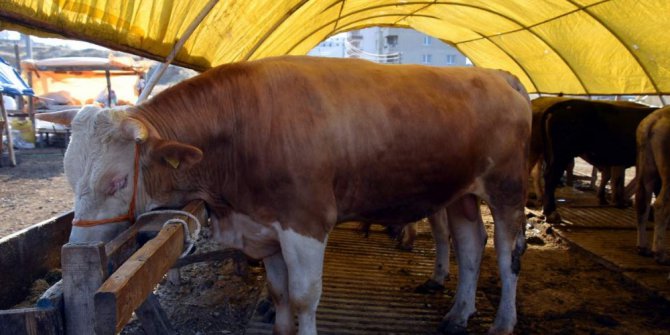 1 ton 150 kiloluk "Ağrı’nın Gülü" 16 bin liraya satışa çıktı