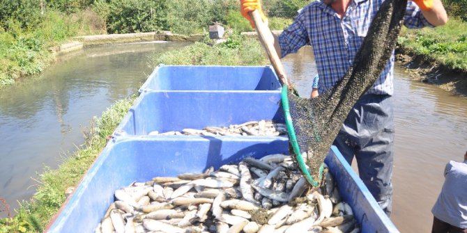 Bozüyük’te binlerce alabalık telef oldu