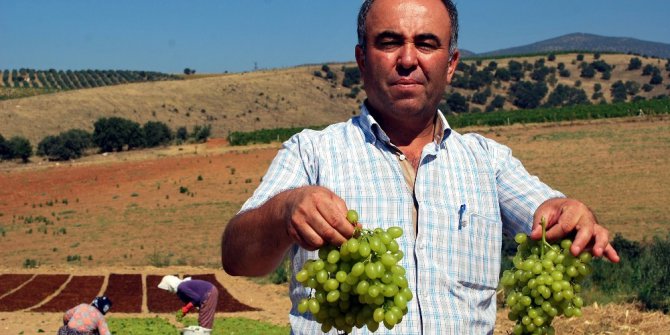 Sultaniye üzümleri kurutulmaya başlandı