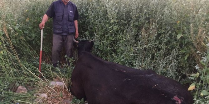 İnek sahibinin gözü önünde su kuyusuna düştü